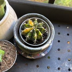 Variegated Chin Cactus Plant