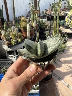 Gasteria ‘Sakura Fuji’ Succulent Variegated 2inch Pots