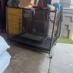 gaula Para Perros 