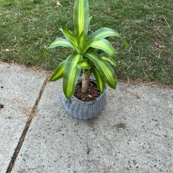 Housplants