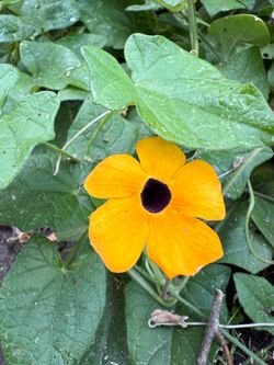 black eyed Susan Vine