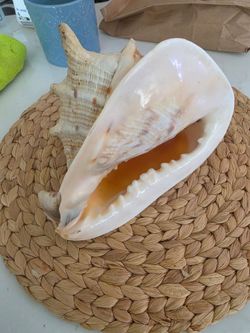 Large sea shell