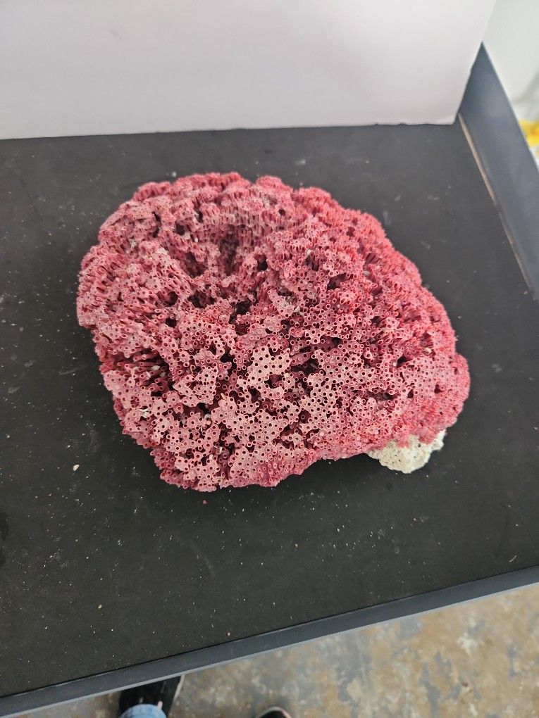 Natural Red Coral