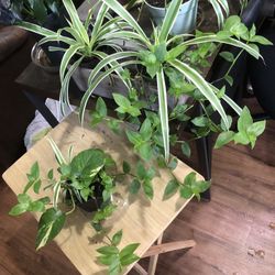 Spider Plants/ One w/ Wondering Jew/ One w/ vining & Wondering/ One Plain 