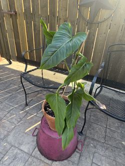 Philo Subhastatum