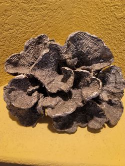 Coral