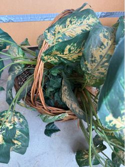 Large foliage display in basket