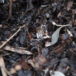 FREE Pre - Compost / Fill Dirt and FREE Delivery!