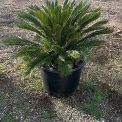 Sago Palm
