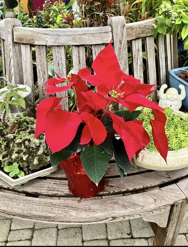 Poinsettia Plant-$4 Each Or 3 For $10