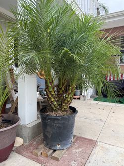 Pygmy date palm