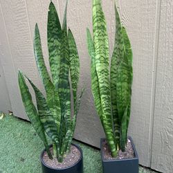 Sansevierias Natural Plants