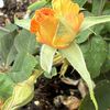 Flor Solis
