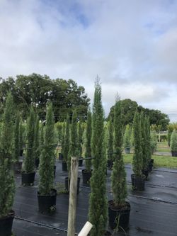 Italian Cypress