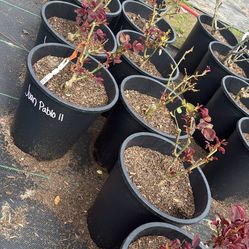 Juan Pablo ll Rose Bush