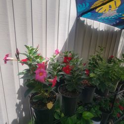 Brazilian Jasmine Plants 