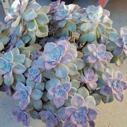 Grapropetalum Purple Delight Plant