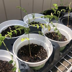 Healthy Curry Leaf Plant