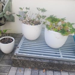 Modern Pots With Plants