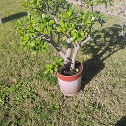 Jade Plant $45