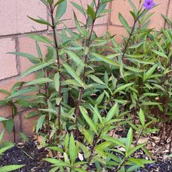 Mexican Petunia Purple 3 Pieces For $5