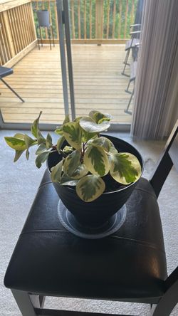 Peperomia plant
