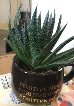 Nice indoor plant