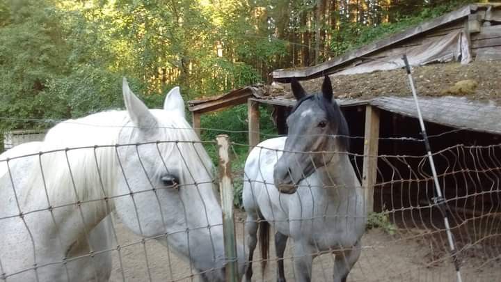 Horse Tack Saddles Bridles Everything You Need For A Horse