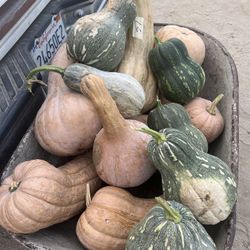 Calabazas A La Lenta Precio Según El Tamaño 