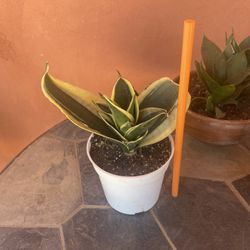 Snake Plant