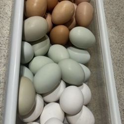 Fresh Organic Chicken Eggs