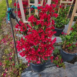 Bougainvillea Plants All Colors And Sizes Available Colorful Plants Easy Maintenence Plants
