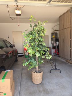 Artificial 72" Ficus Tree with basket