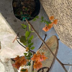 Bougainvillea Plant 