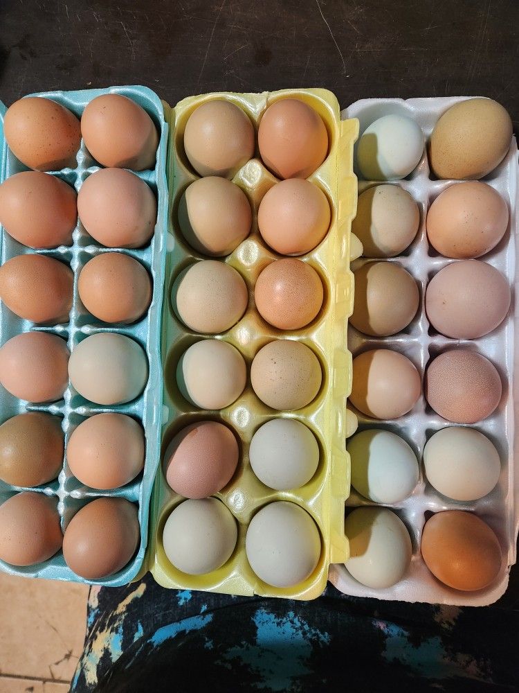 Fresh Eggs For Sale