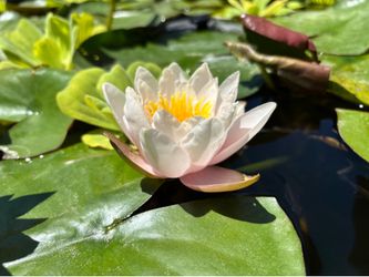 Water Lilies