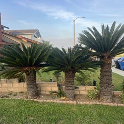 Palms tress $1500 all them
