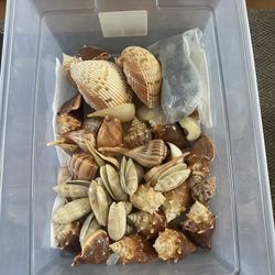 Shells 