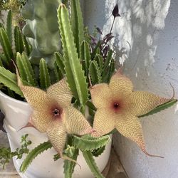 Desert Star 