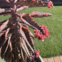 Mother of Thousands PINK BUTTERFLIES Succulent Plant