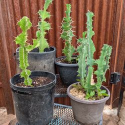 Cattle Thorn Cacti