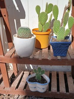 Cactus Ángel wings plants