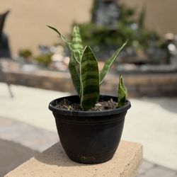 Gold Edge Snake Plant 