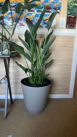 Bird of Paradise Thriving Plant 