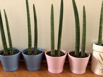 Sanseviera Cylindrica