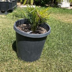 Macrozamia     COMMUNIS  Cycad