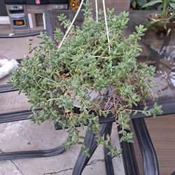 Plantita
