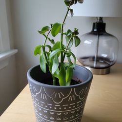 Small Healthy Plant And Pot