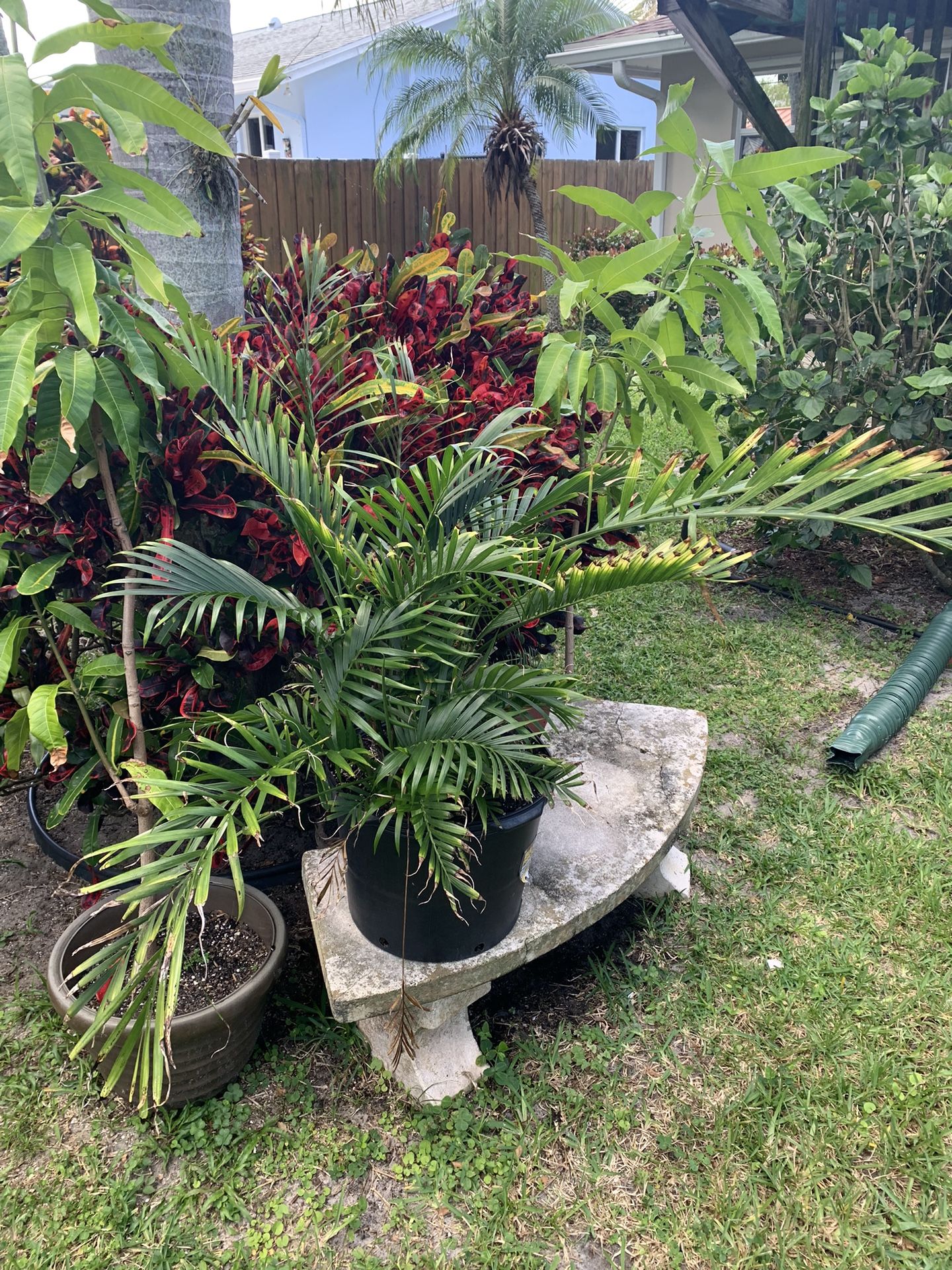 Shrub tree plant for sale $20