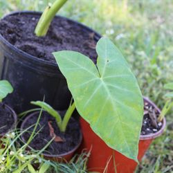 Elephant Ear Plants